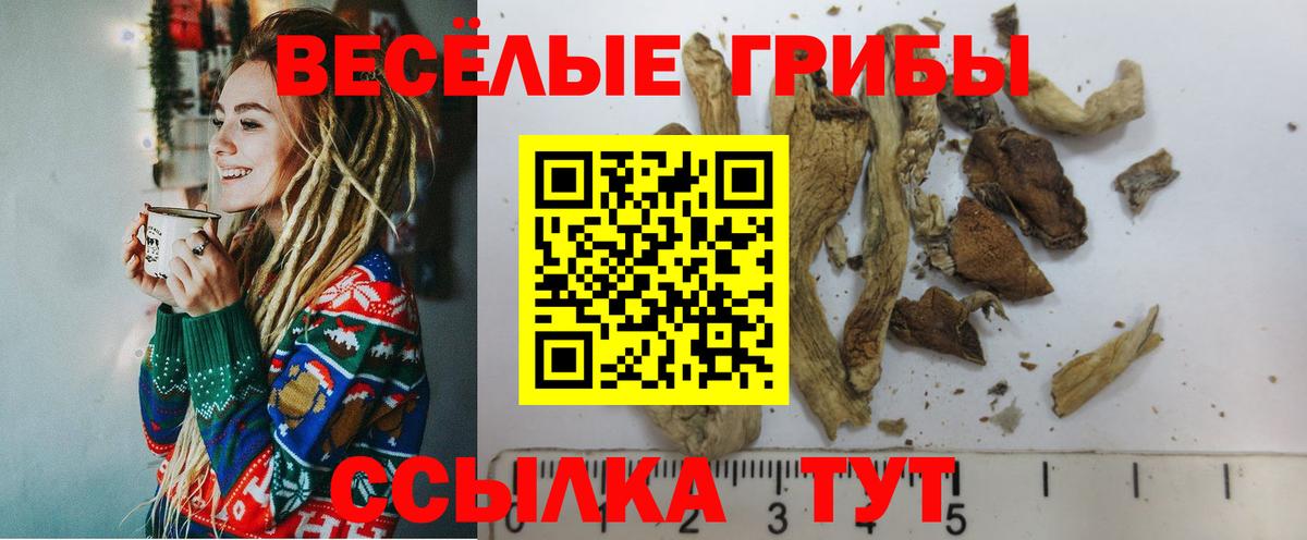 Кувандык  Псилоцибиновые грибы Psilocybe  Вход с VPN 